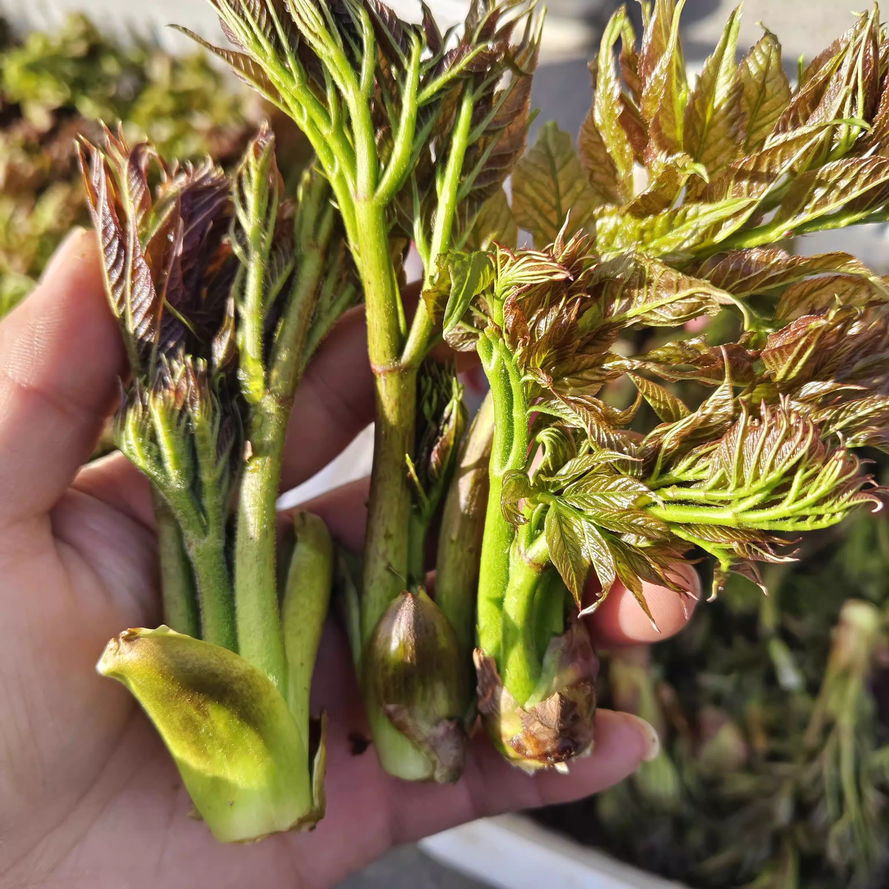 o1cn0117utgs1rhhyfstt5r2219707065663