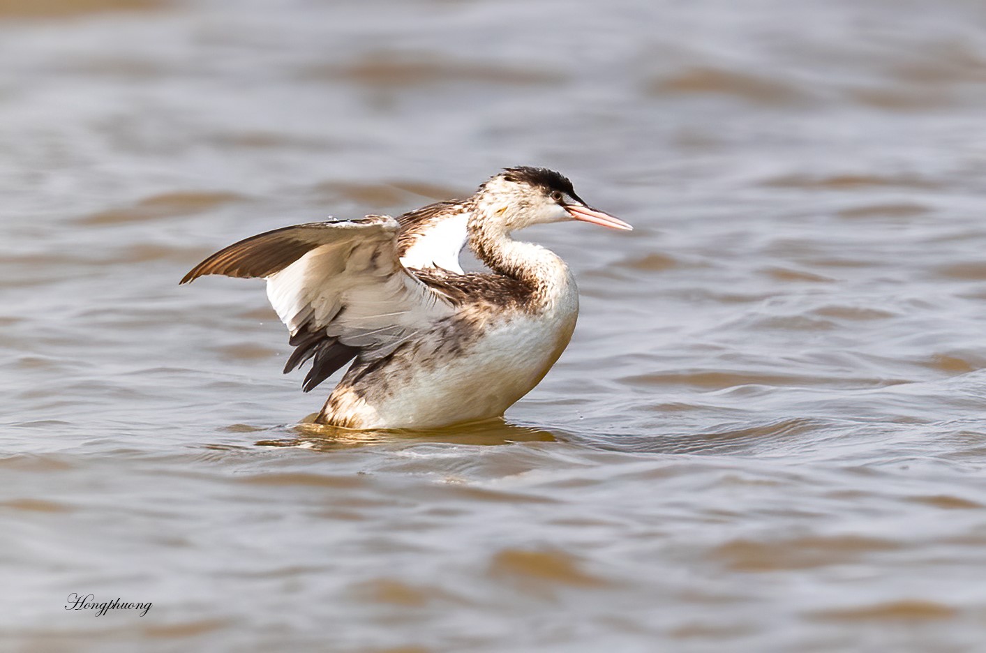 podiceps cristatus 1