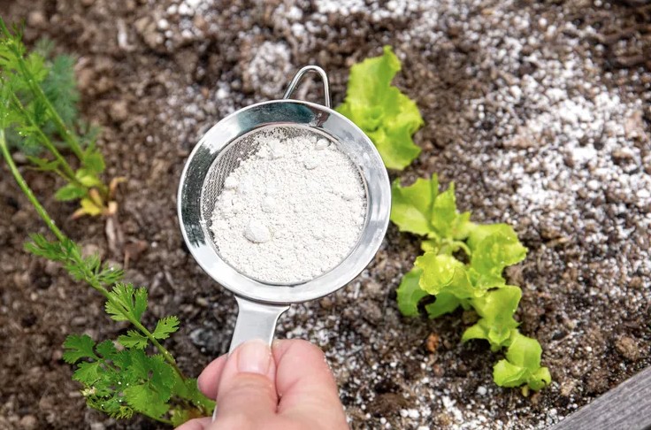 Rắc thứ này ra vườn, bỗng nhiên côn trùng biến mất, cây cối phát triển tốt tươi!