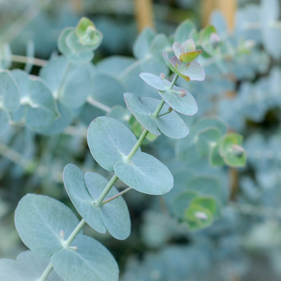 eucalyptus baby blue 1