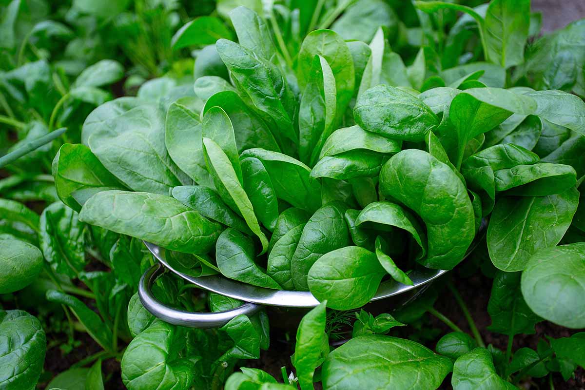 how to grow spinach feature