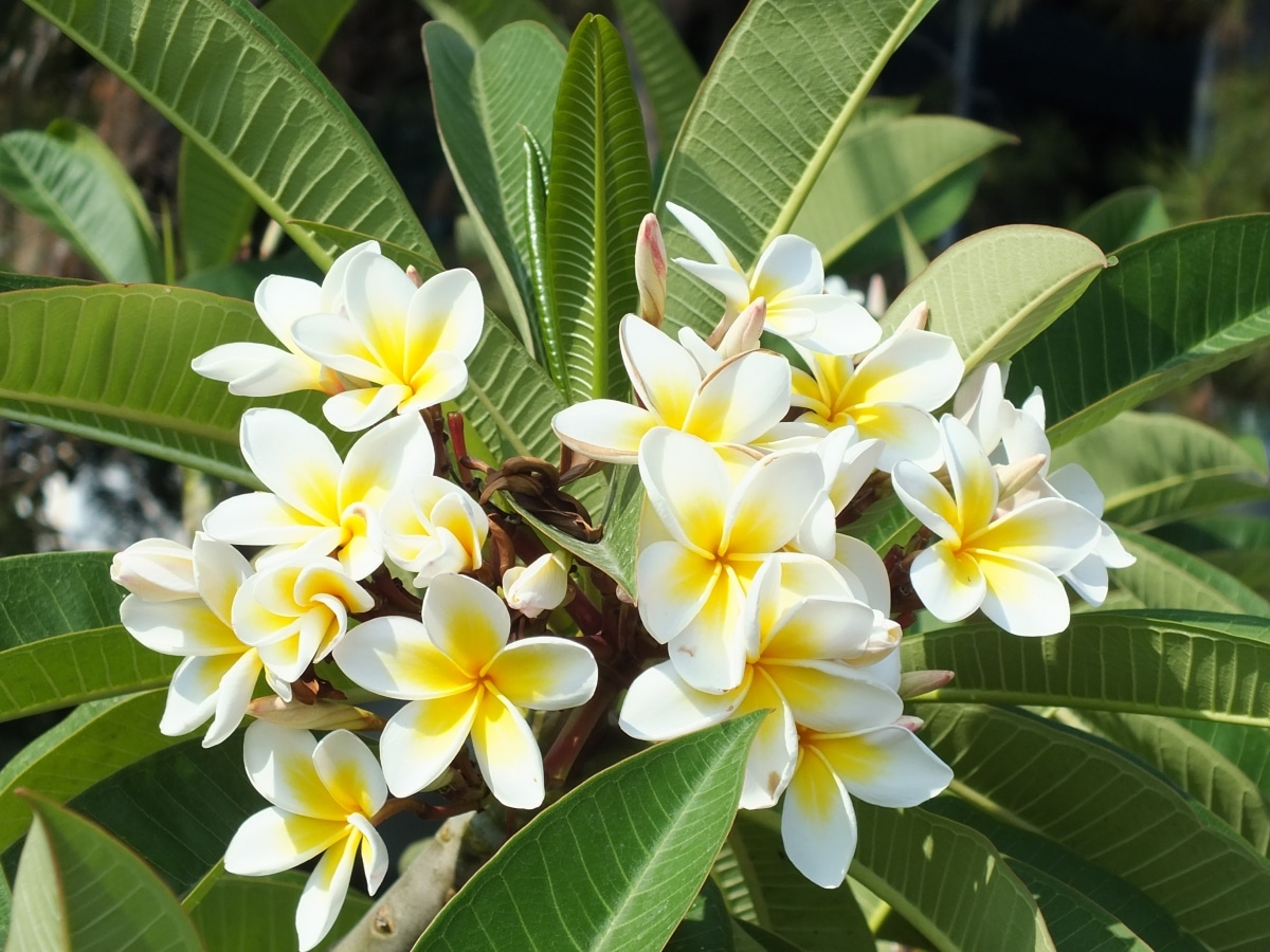 plumeria blanca