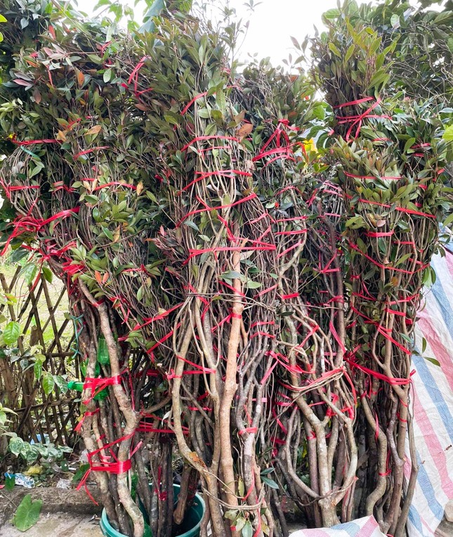 Không phải lan, đây mới là loại hoa được giới nhà giàu chuộng mua chơi Tết: Giá vài triệu tính theo cành