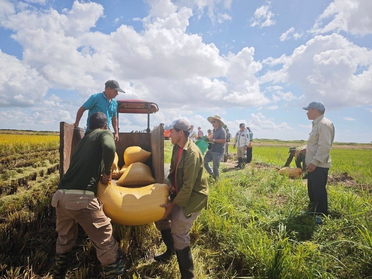 thu hoach lua cuba 1758798777348 1758798778390656922385