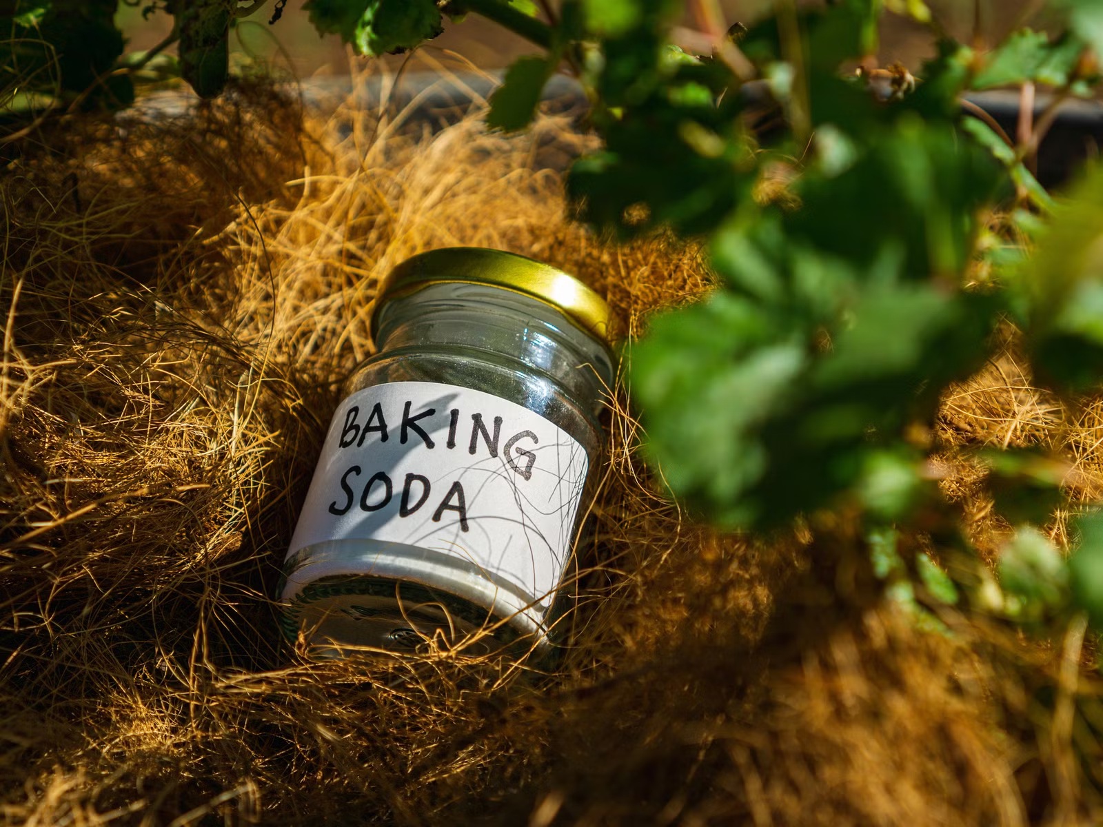 baking soda jar in garden