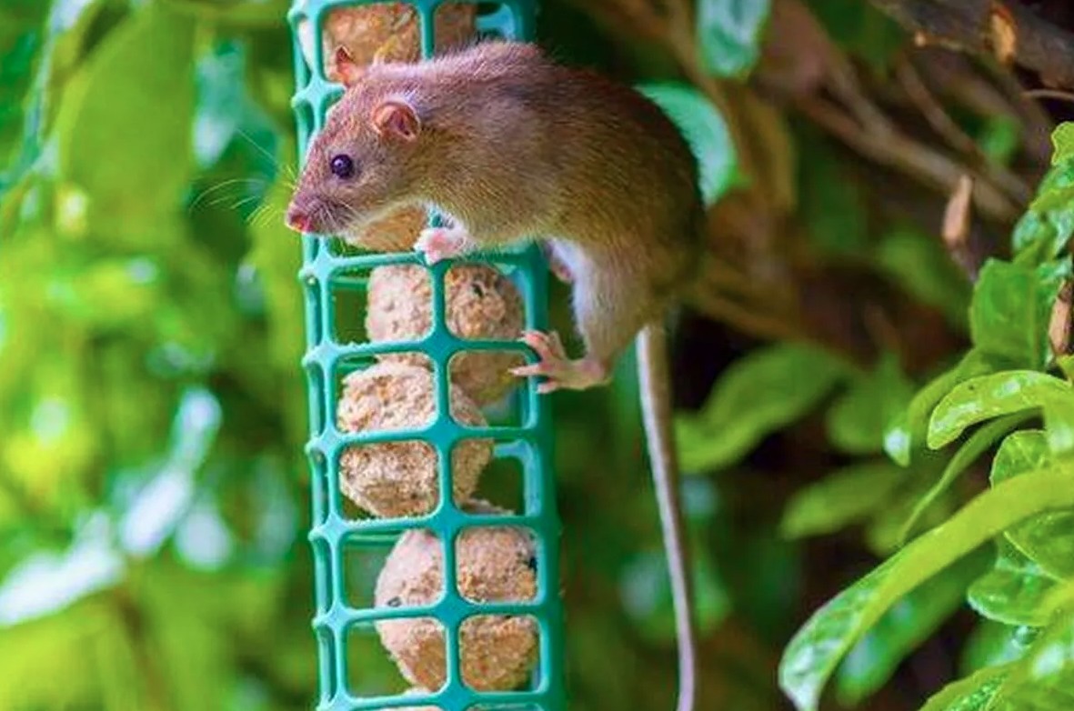 Xịt thứ này ra vườn mùa đông, chuột sợ hãi tránh xa, cây cối xanh tươi mơn mởn