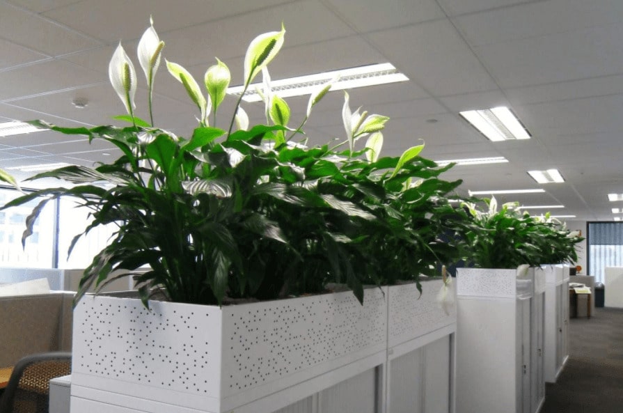 cham soc cay canh van phong 1 min