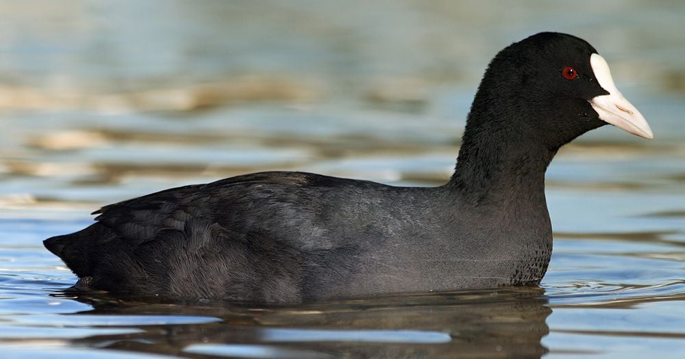 chim sam cam thumbe13194800d064d83ae1d9cfa3a4074771024x1024