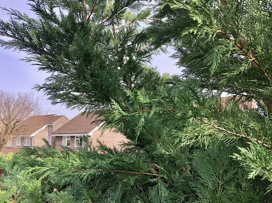 leyland cypress branches closeup 2