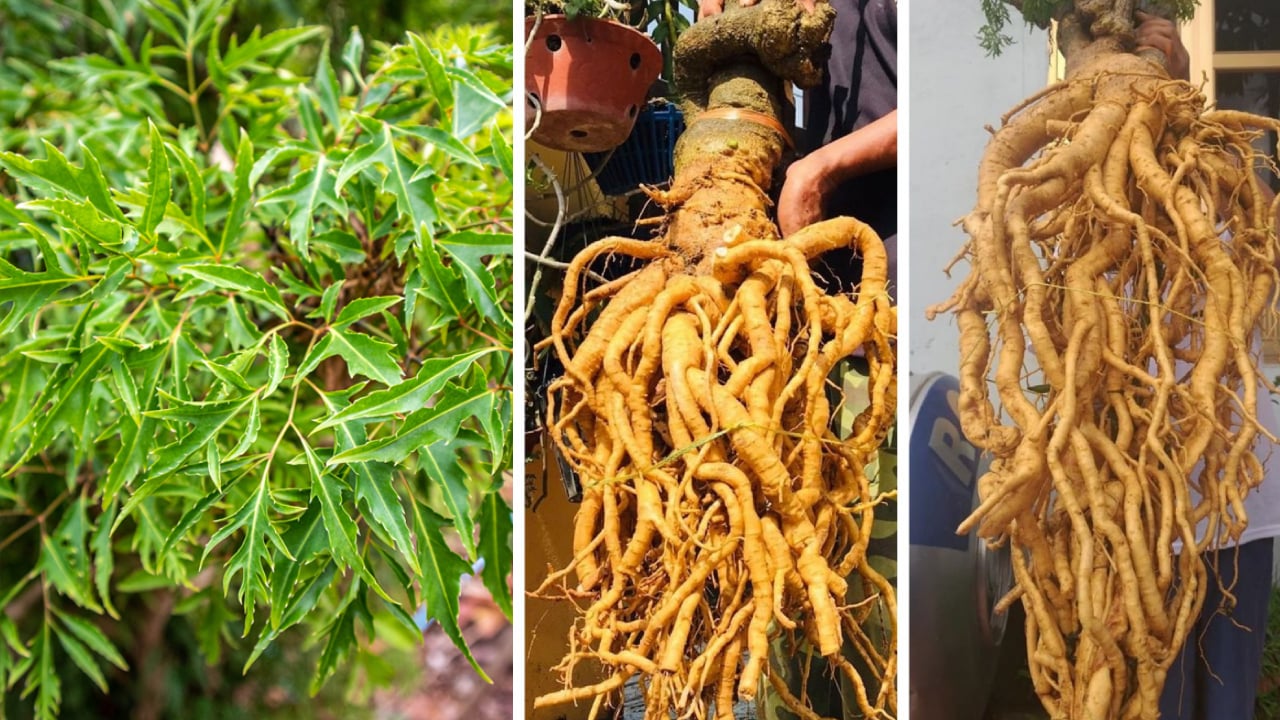 re dinh lang ngam ruou