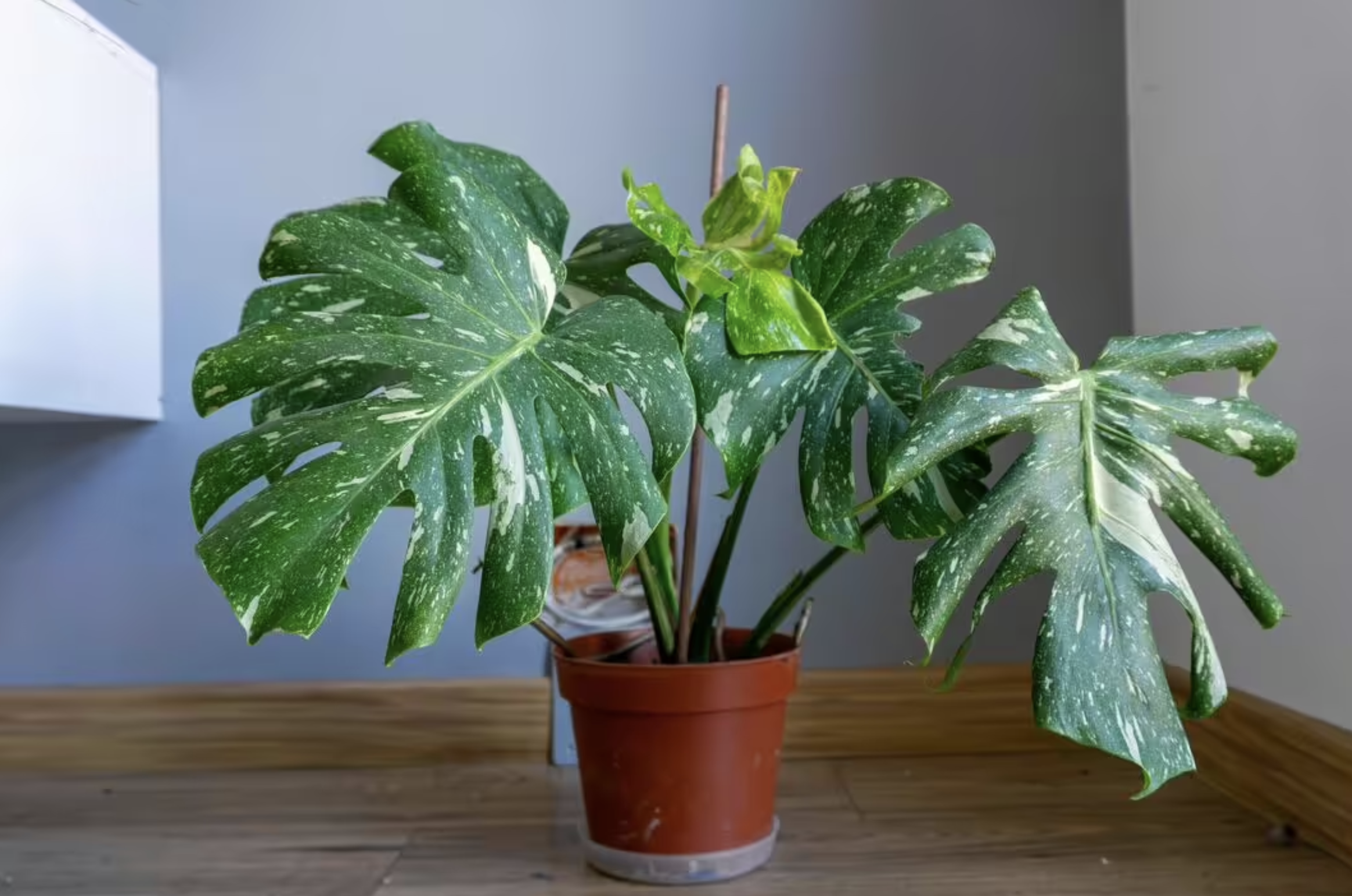 screenshot 2026 02 07 at 192816