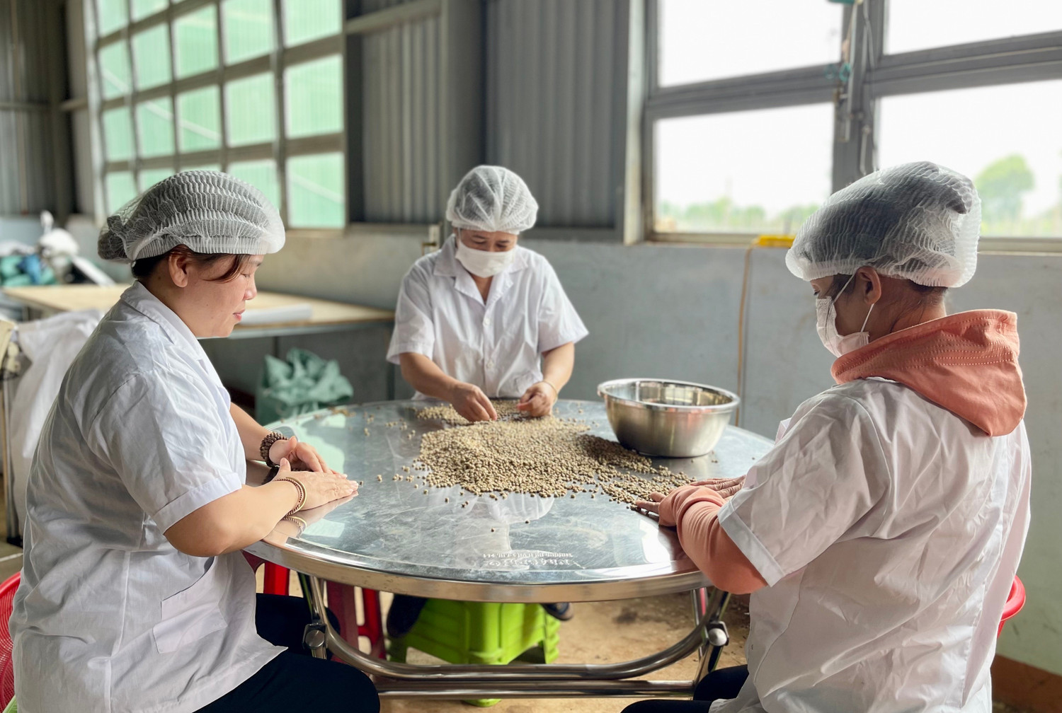 hat ca phe nhan xanh sau khi duoc phan loai bang may se tiep tuc lua ky bang tay de loai bo nhung hat vo lep con sot lai anh vu thao