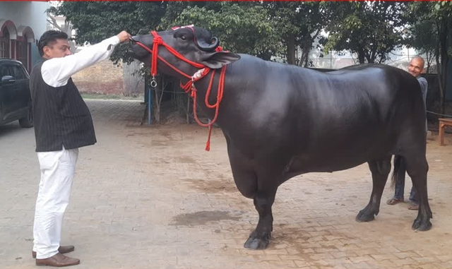 con trau duoc tra 30 ty dong nguoi dan ong kieu khong ban 1761627379714452417606