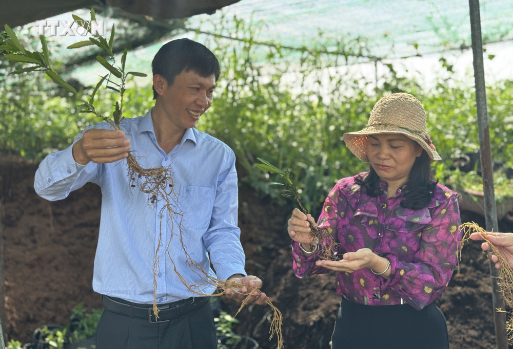 potal nong dan dong nai trong cay duoc lieu quy o vung dat kho can thu tien ty moi nam 7648124 168