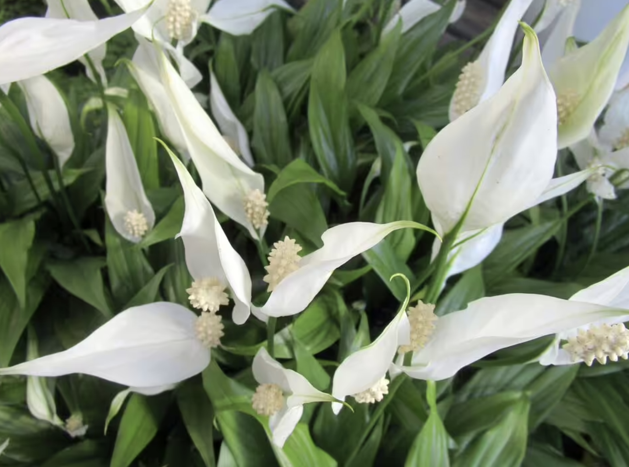 Bí quyết giúp lan ý nở hoa liên tục mà không cần phân bón đắt tiền