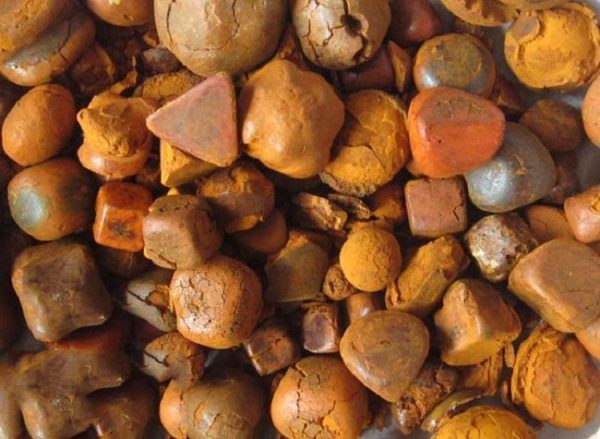 nguu hoang e1545968105782