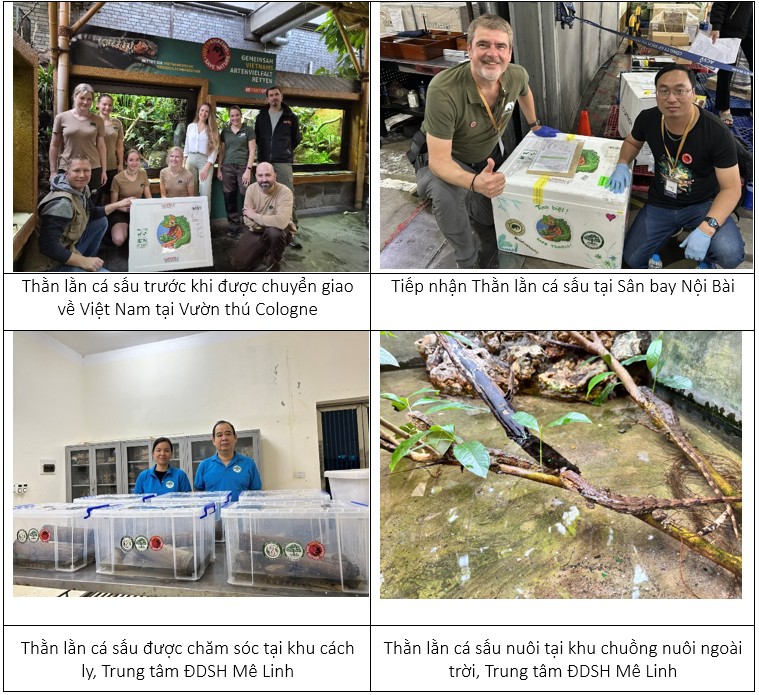 t3 than lan ca sau 3