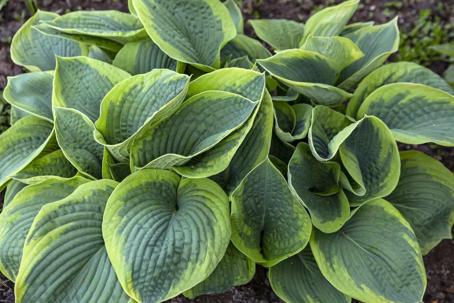cay hosta