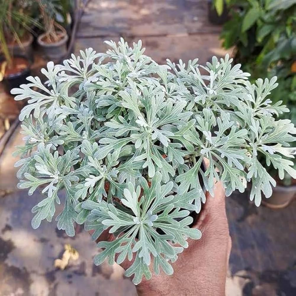 61a001davplacuf10001000ql80