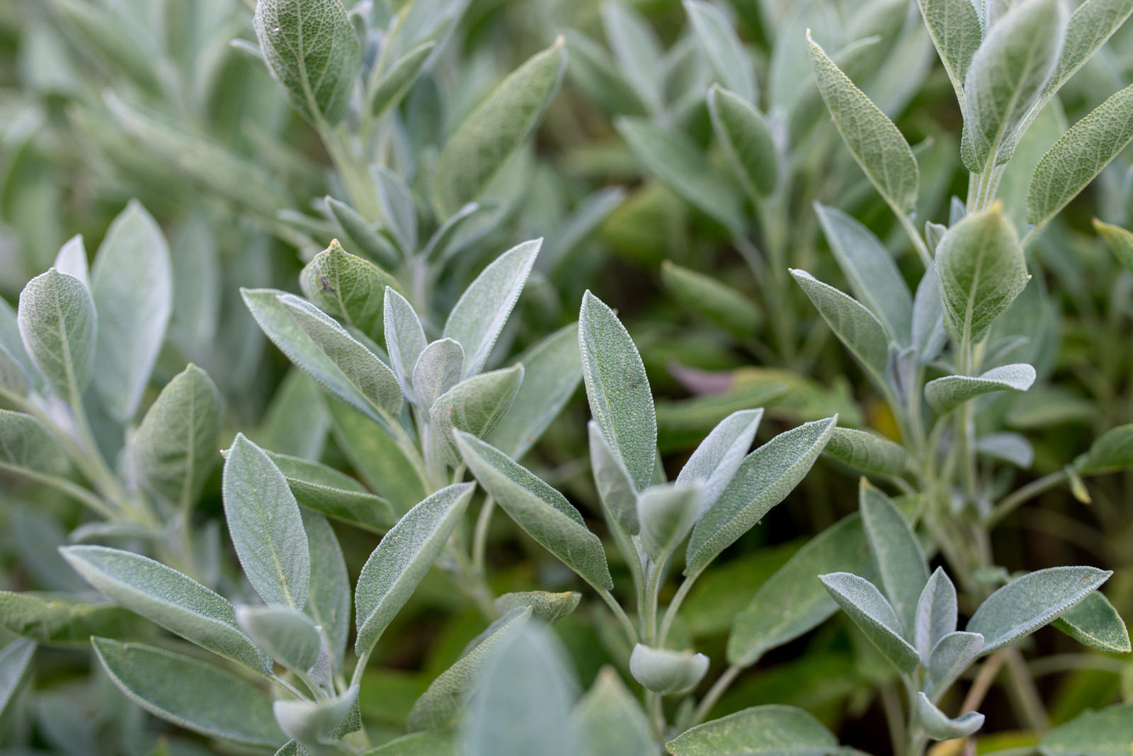 sage plant