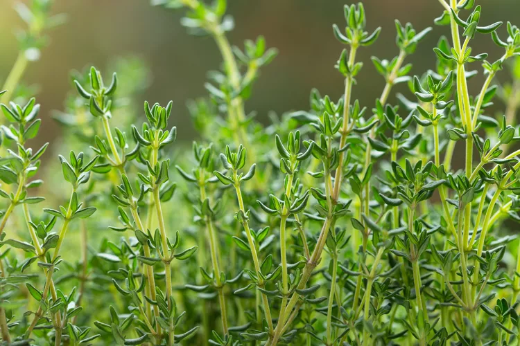 thyme 8dccb81bd21f4805a01acb308602d9ce