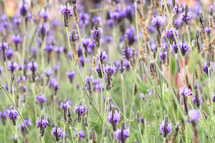 types of lavender plants fernleaf lavender af5fee57dbd1441a9c50067ea7a22439