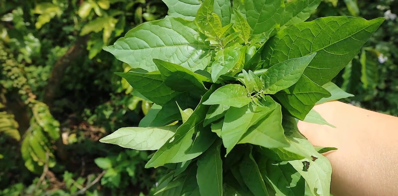 rau tam bop loai cay chua benh ma it nguoi biet den maxresdefault