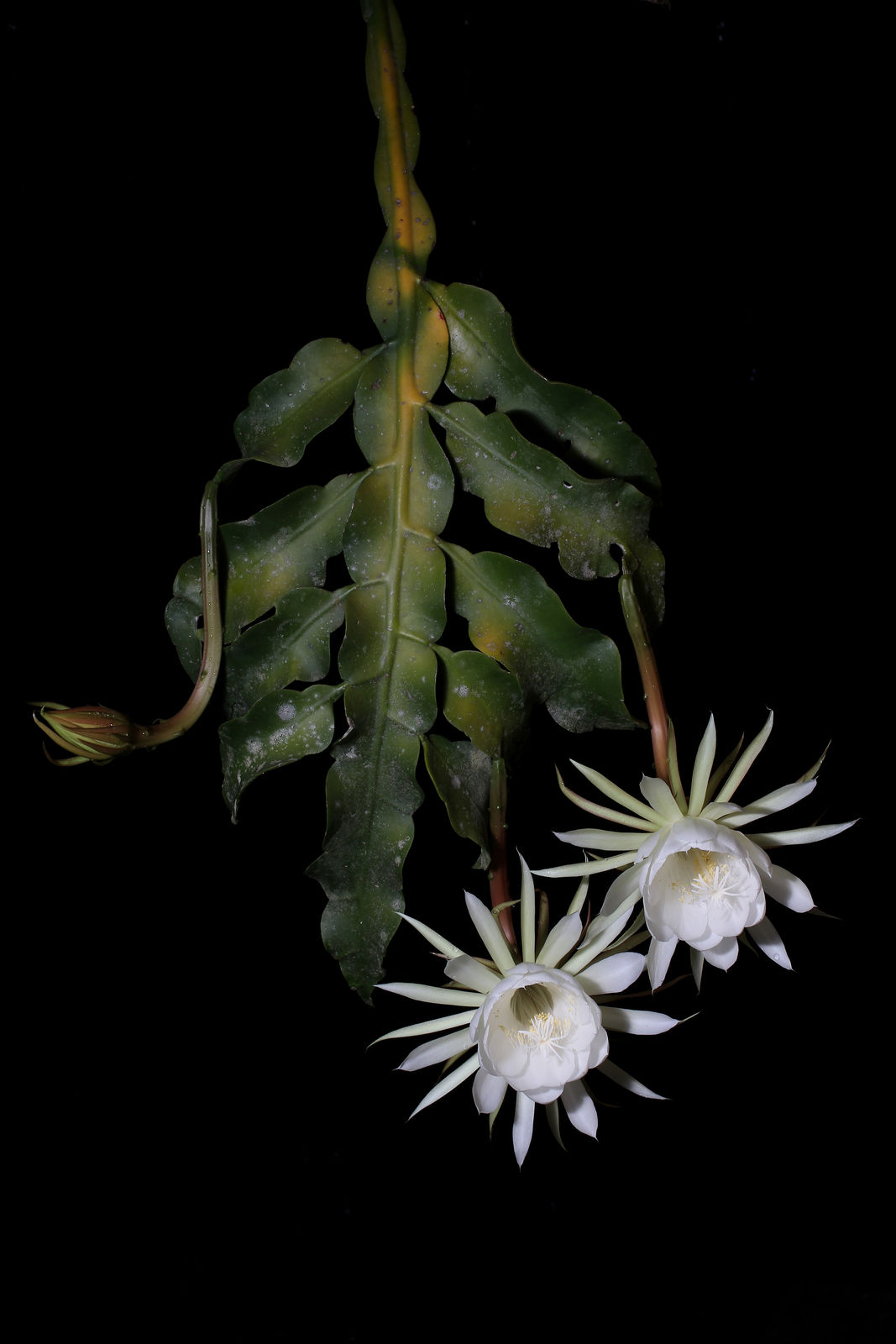 e89383f927fc4c5096b47b991edacbee