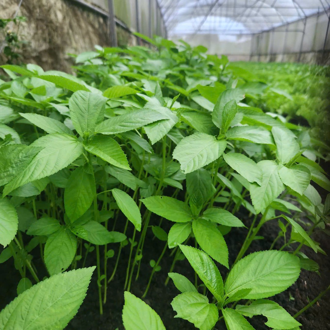 1761449892116 j3936h