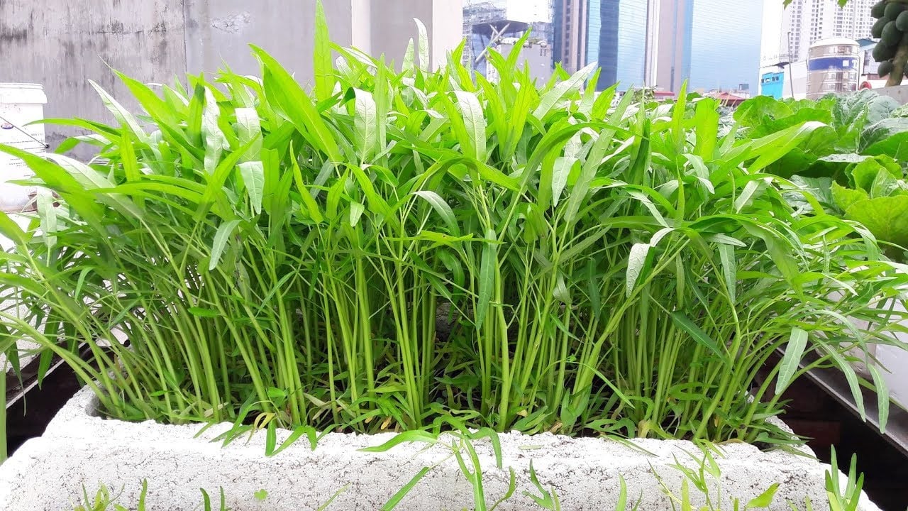 cach trong rau muong bang thung xop tai nha don gian sau it ngay la co rau sach an 163213