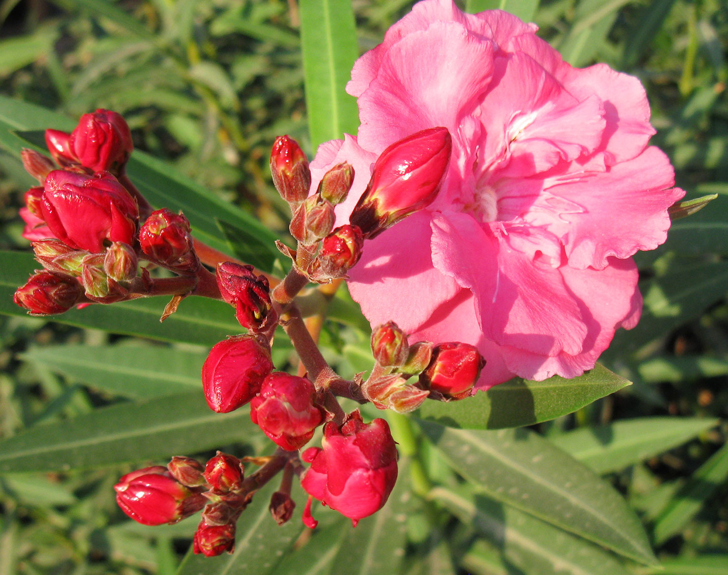 edit nerium oleander flower 7868 1774746909629912397685