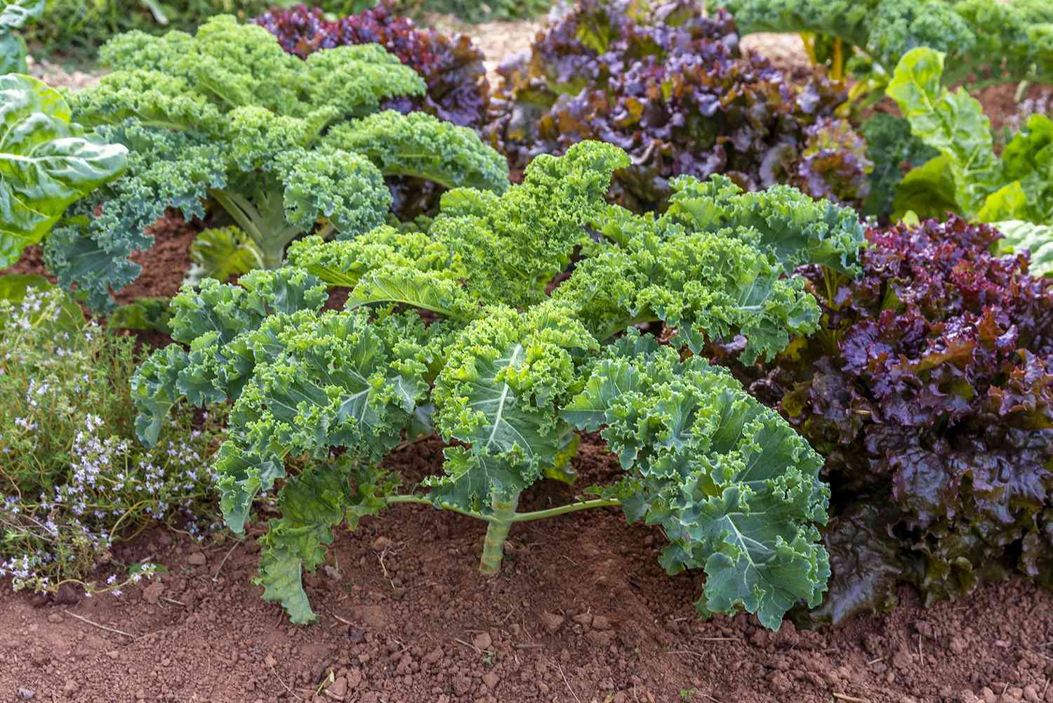 growing kale 1403516 kale isolated 3 48837f4422414f34a81b906e29f39847
