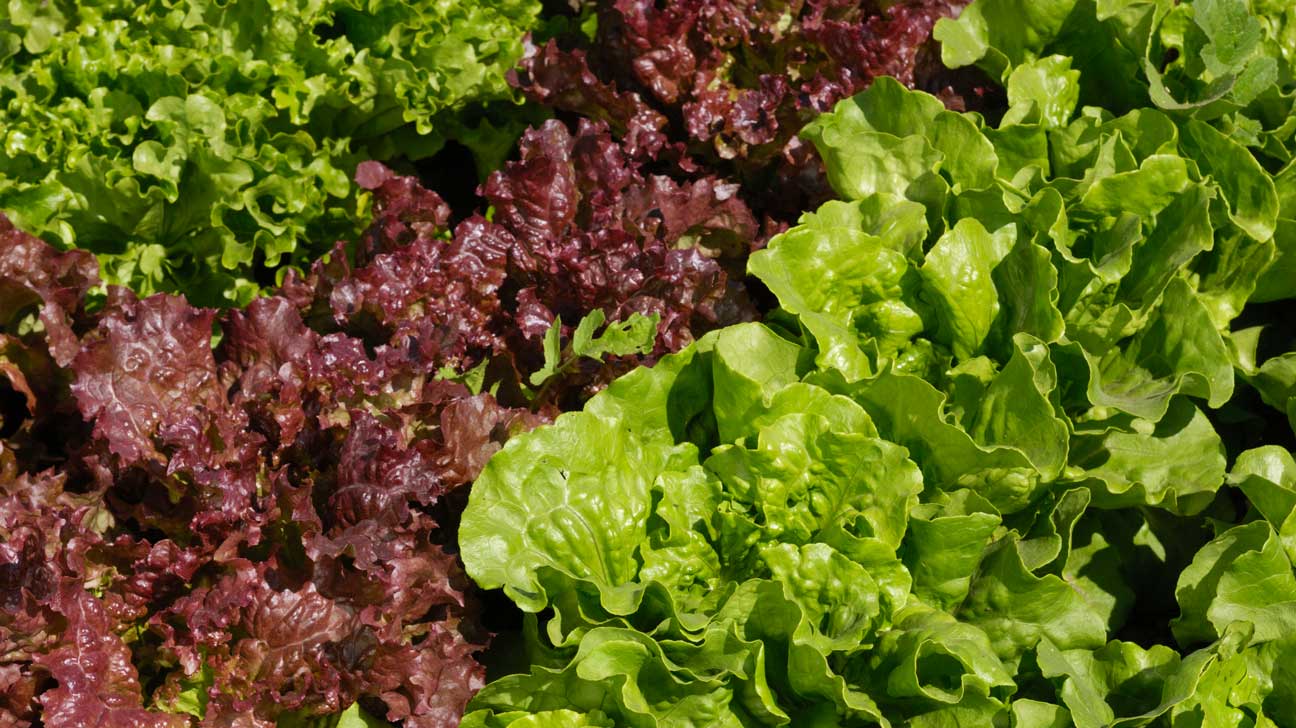 red leaf lettuce 1296x728 feature