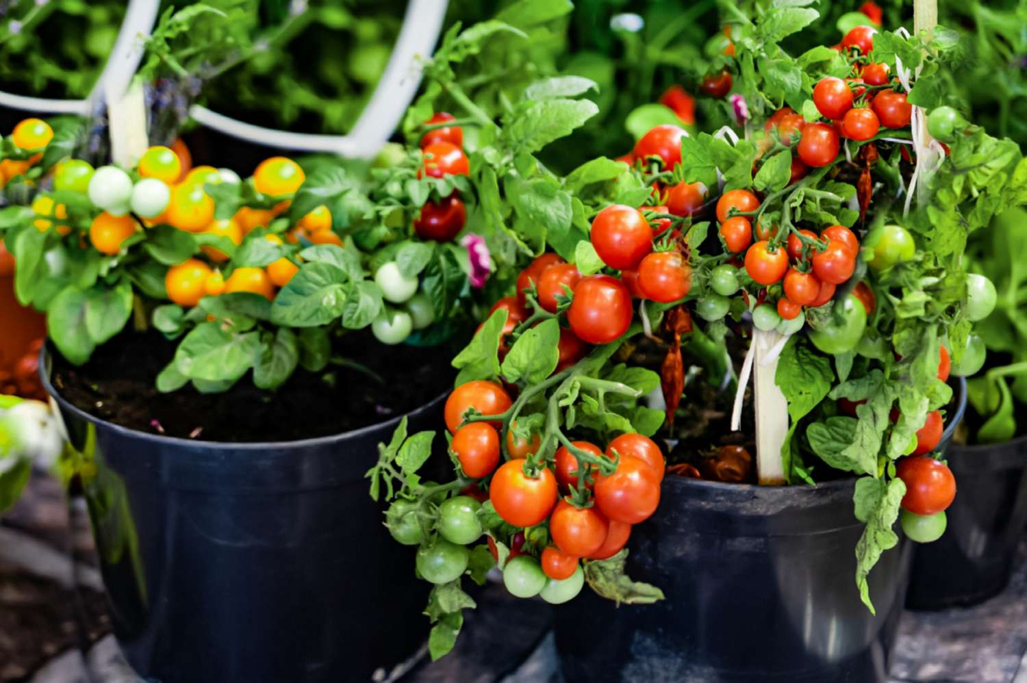 tips for growing tomatoes in containers 848216 06 41ce3f715bd74adc94a18d6cbae3bf7c
