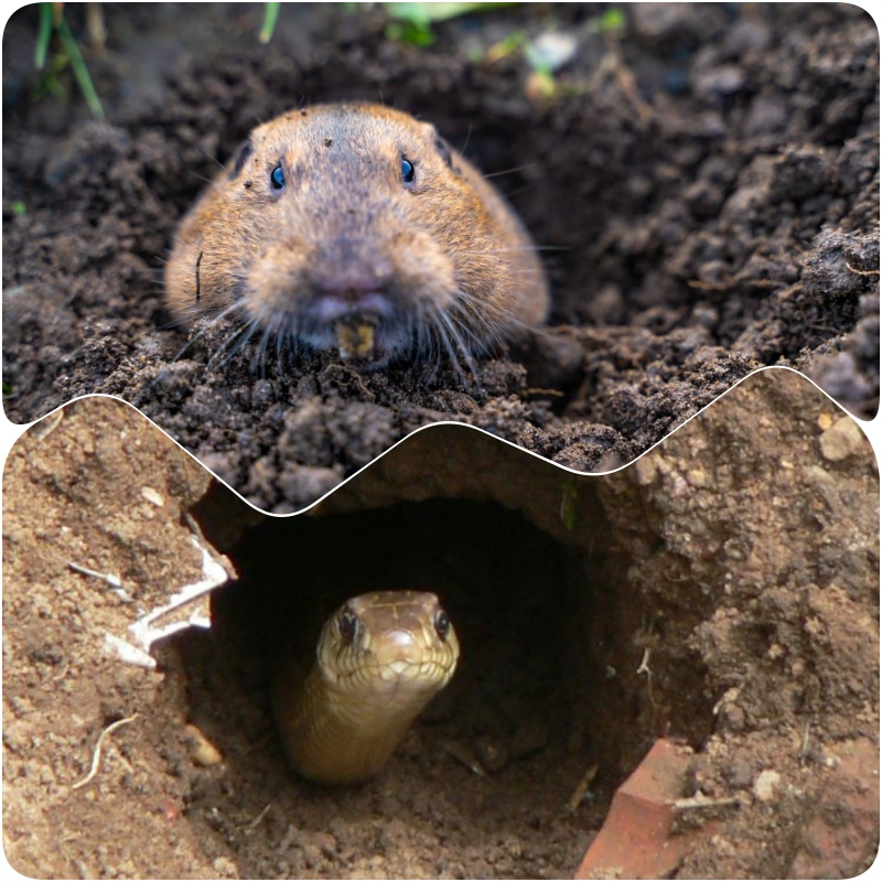 phan biet hang ran va hang chuot 2