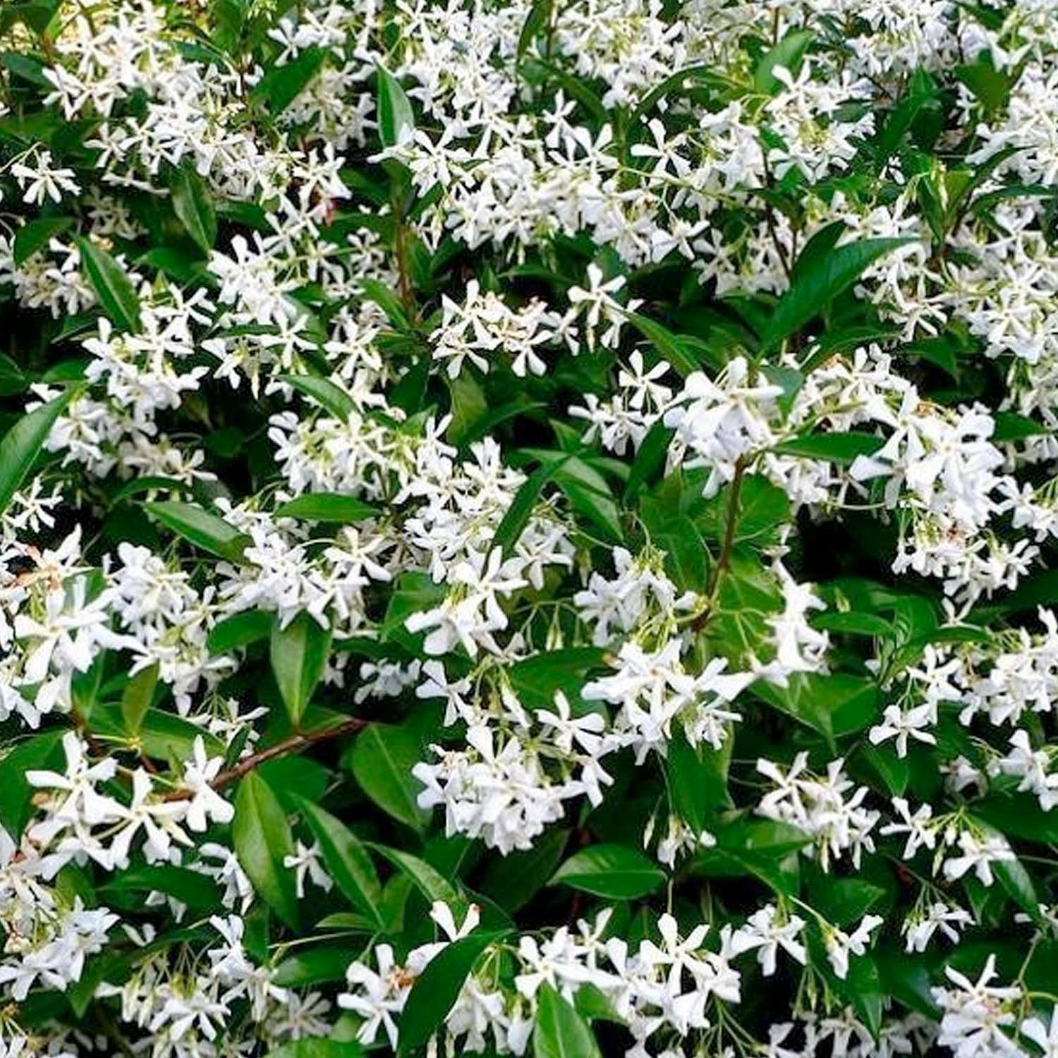 starjasmine64ce945c b500 4cce 85a2 2eec01f16018