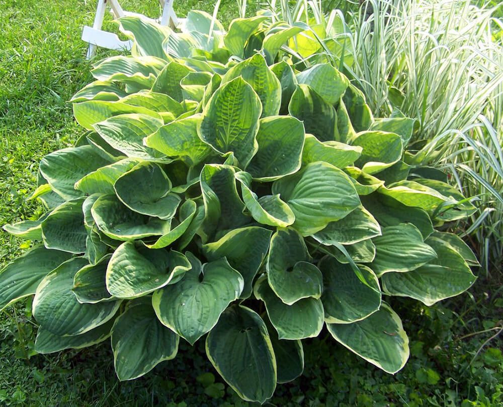 cay hostas