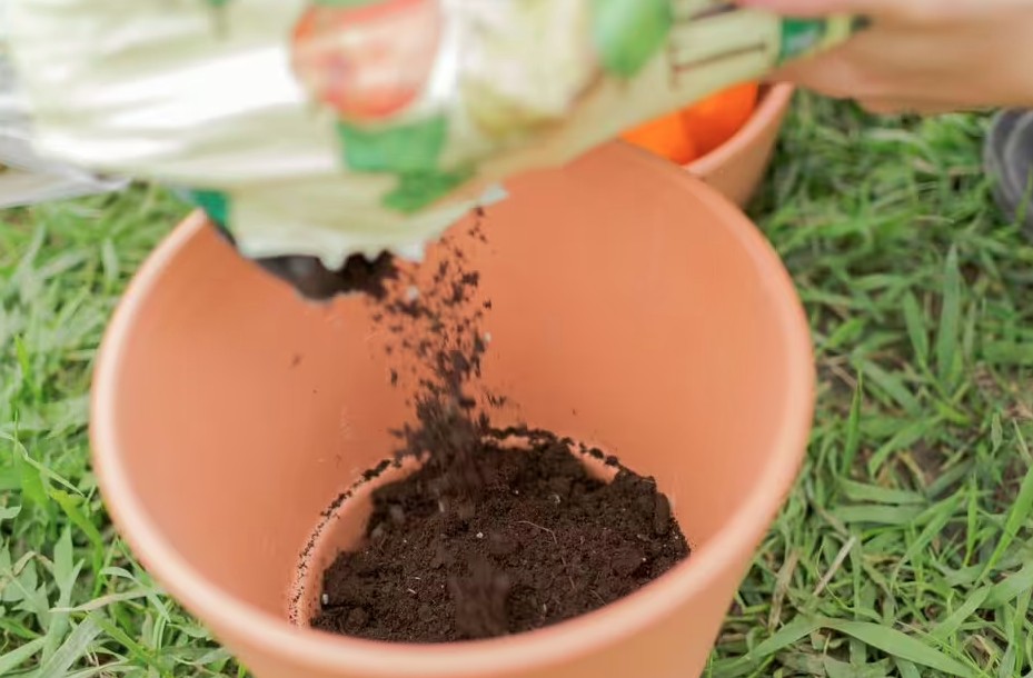 Sai lầm khi trồng cây trong chậu khiến cây 