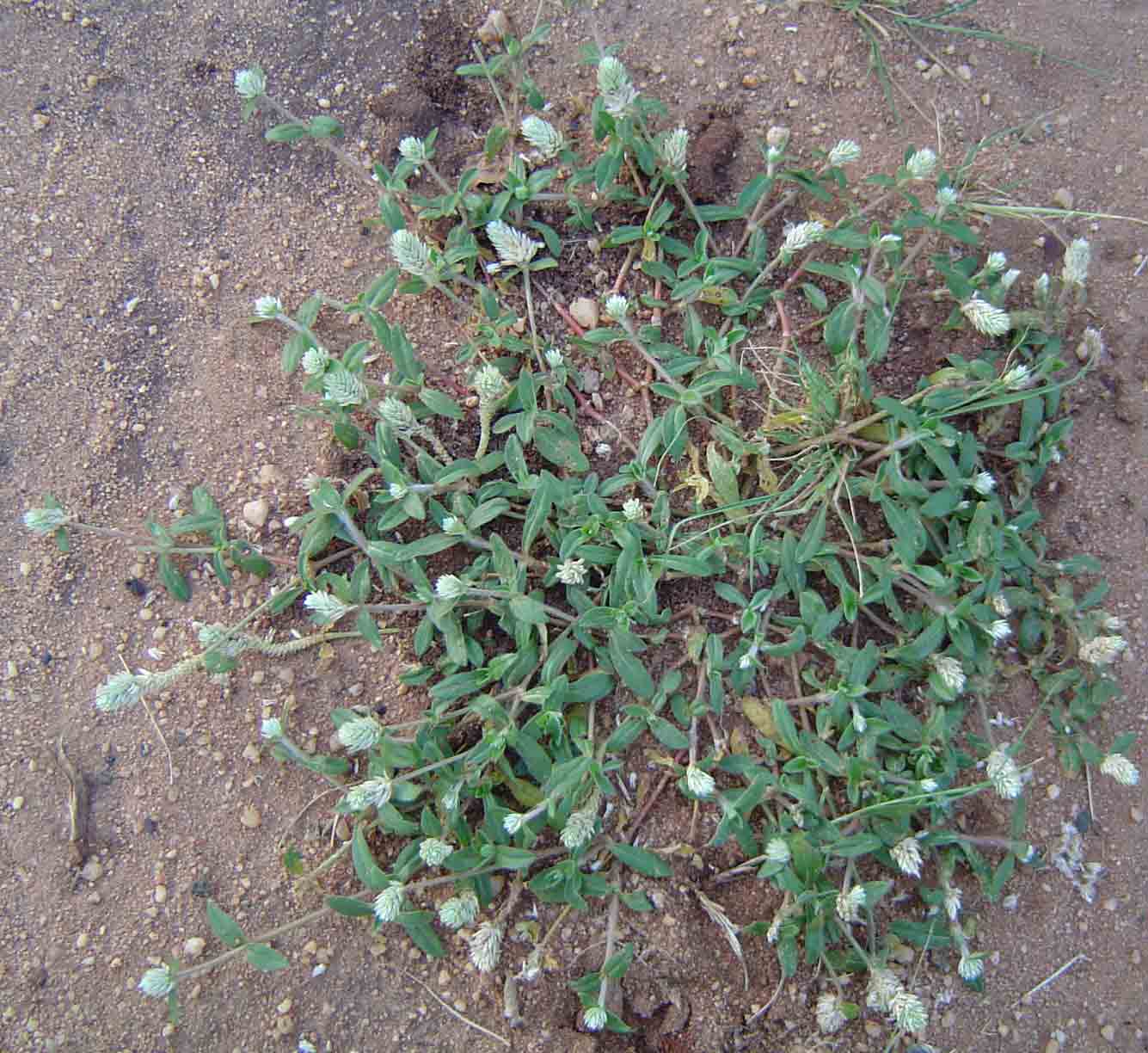 cay no ngay dat chua cao huyet ap