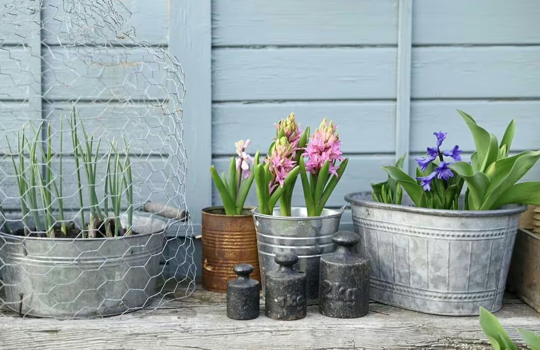 trong cay trong chau 5