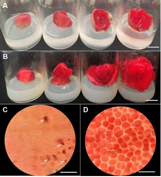 dotphacnnanonuoicaytv1