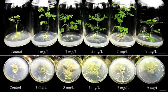 dotphacnnanonuoicaytv2