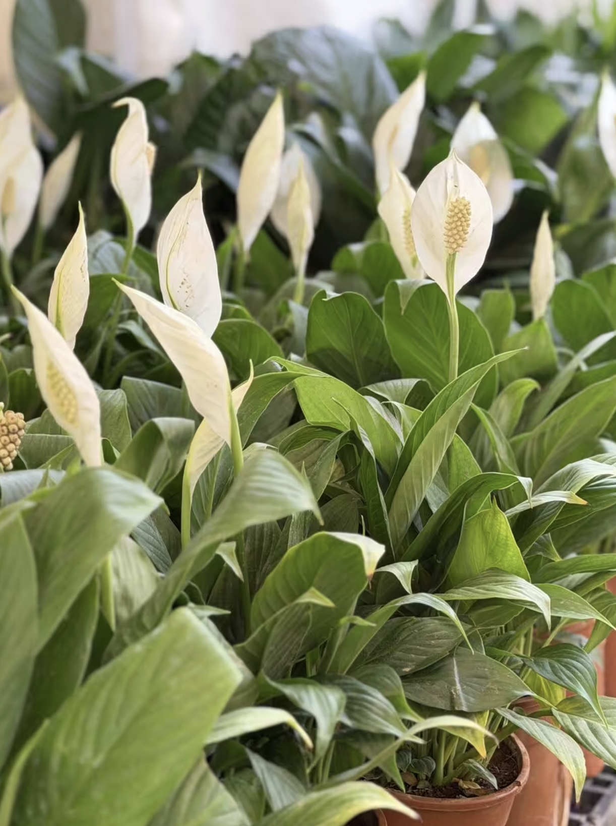 screenshot 2026 04 24 at 103248