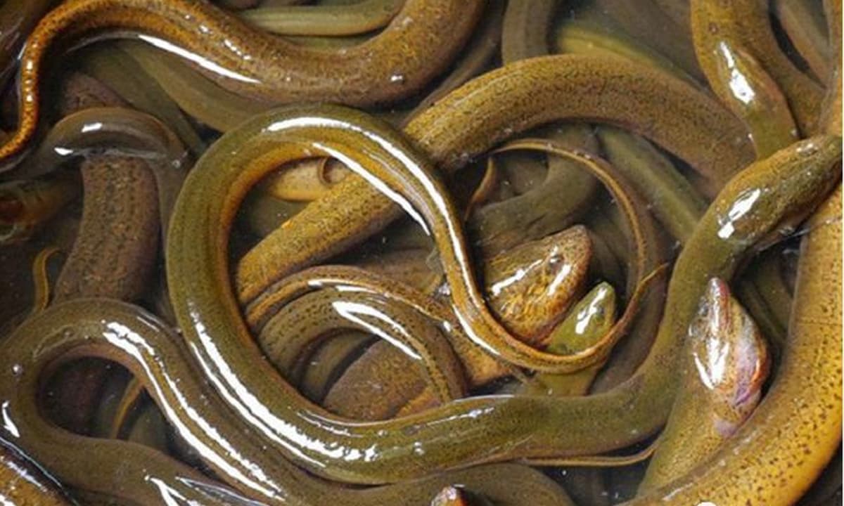 luon la ca giau omega 3