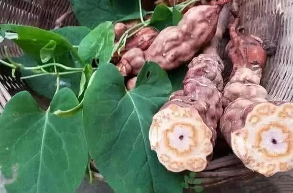 ha thu o vi thuoc quy trong sach xuadocx 1554681565300