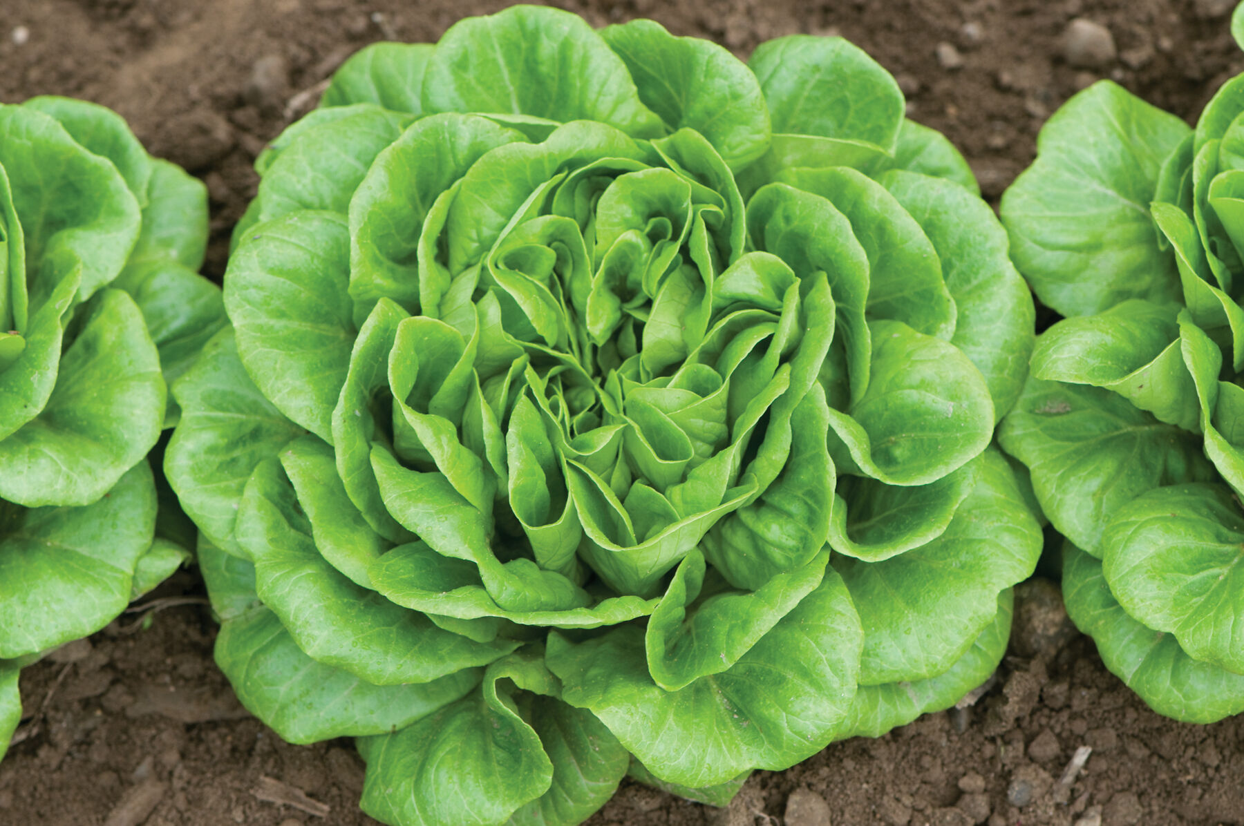salanovagreenbutterlettuceseed