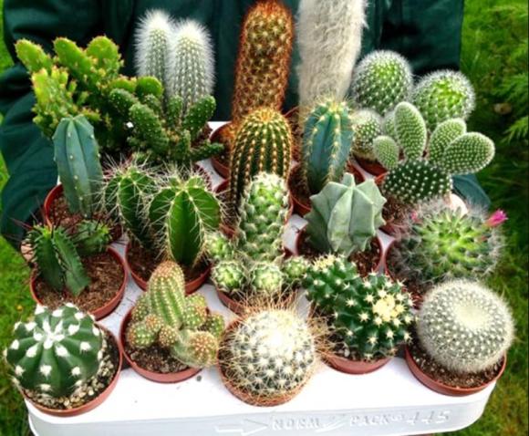 tai sao treo xuong rong truoc cua nha