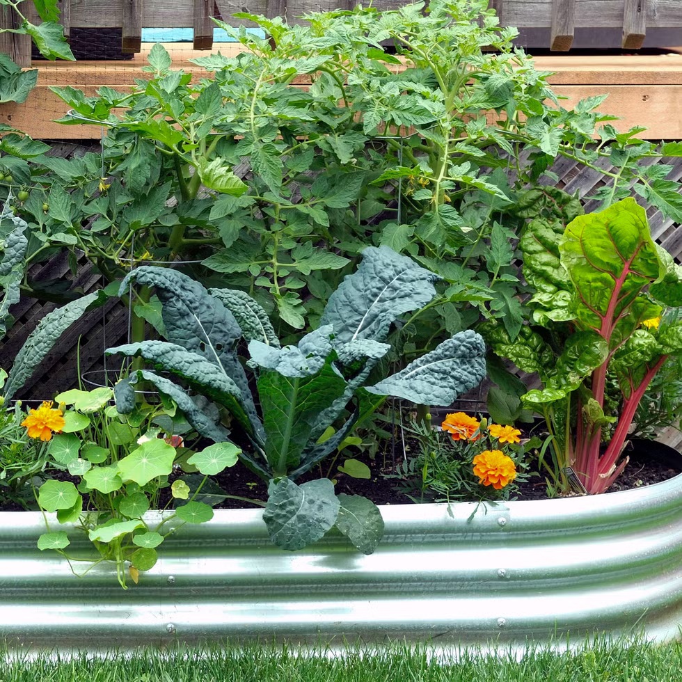 4 nhóm cây chớ nên trồng gần nhau 