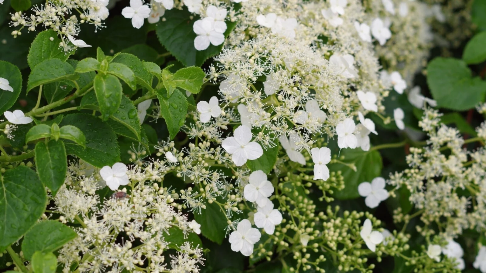 hydrangea anomala 1600x900