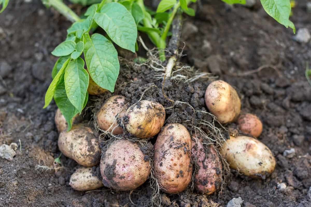 potatoes in garden bed 1200x800 1